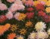 Chrysanthemums